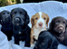 Last 2 Cocker spaniel puppies