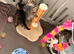 Fluffy Kittens for Sale – 3 Tabby Boys & 1 Black & White Girl
