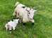 Pygmy goats nanny’s and a couple Billy’s