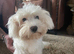 Maltese girl 6 half mths