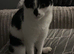 Black white spotty cat