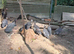 Guinea fowl