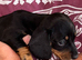 RKC registered miniature smooth