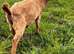 Female goats Anglo Nubian/Toggenburg/Boer