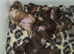Imperial Shih Tzu Puppies