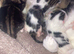 Tabby kittens