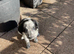 Collie pups for sale