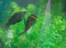 Topax puffer fish