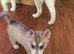 6 puppies