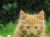 4 kittens for sale