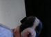 Beautiful staffy
