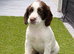 Gorgeous Chunky ESS Boy Pup
