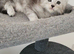 Tica registered maine coon kittens