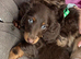 Miniature long hair dachshunds for sale