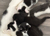 3 x kittens