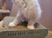 Full Fluffy Ragdoll Kittens