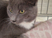 Beautiful grey & white domestic shorthaired farm kitten, about 9 months old