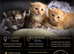 Kittens available