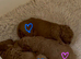 Gorgeous KC regd Toy Poodle Puppies DNA Clear KC parents