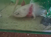 2 axolotl with tank