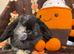 Mini lop