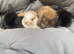 MINI LOPS BUNNIES