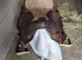 Beautiful Weston saddle