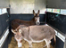 2 miniature jenny donkeys