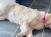 3 year old golden retriever