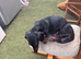 Male Dachshund