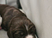 Beautiful puppies 4 sale