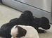 Cocker spaniels
