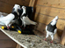Iranian Toghie Highflyer Pigeons For Sale