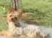 Yorkshire terrier puppies for sale