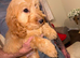 Cockapoo