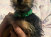 Yorkie Russel Pups (price negotiable)