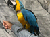 Tame Talking Blue and gold Macaw Parrot