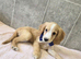 Superb cocker spaniel puppies