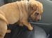 Stunning shar pei
