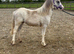 Welsh a yearling filly
