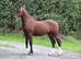 Stunning bay colt