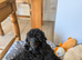 Toy poodle puppies girls KC reg Fully Vaccinated