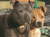 Blue Male Staffordshire Bull Terrier