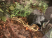 Royal python