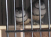 Owl finchs