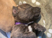 Bull Herder Puppies