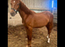 AES sport horse young stock