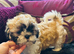 Shih- tzu x Puppy