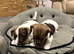 Jack Russell Puppies