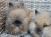 Cute double maned lionheads